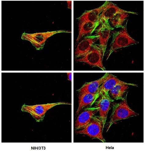 mab3120|Cre Recombinase Mouse anti.